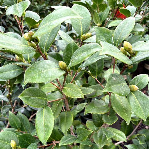 Nuccios Bella Rosa Camellia