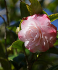 Nuccios Pearl Camellia