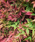 Obsession Nandina