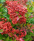 Obsession Nandina