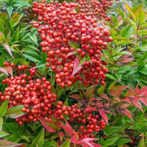 Obsession Nandina