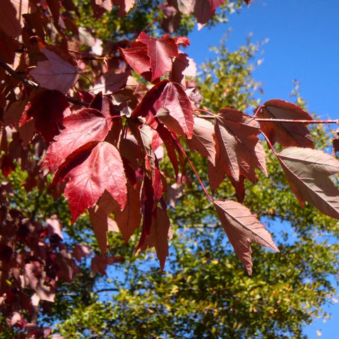 Single October Tree October Glory Maple Tree | Fast-Growing Maple | Red Fall Color β Simply ...