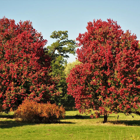October Glory Maple Tree