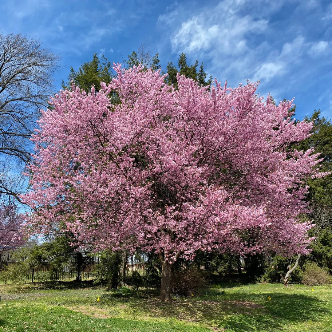 Okame Cherry Tree | Early Pink Flowering Tree – Simply Trees