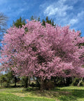 Okame Cherry Tree