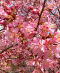 Okame Cherry Tree