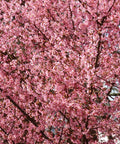 Okame Cherry Tree