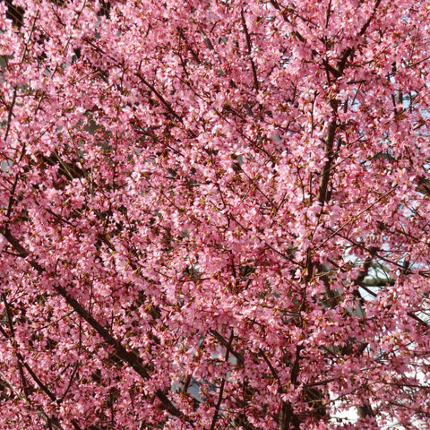 Okame Cherry Tree