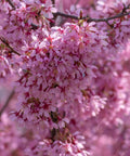 Okame Cherry Tree