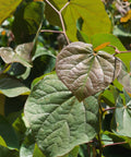 Oklahoma Sparkler Redbud Tree