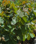 Oklahoma Sparkler Redbud Tree