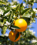 Olinda Valencia Orange Tree