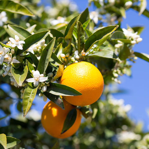 Olinda Valencia Orange Tree