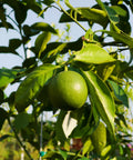 Olinda Valencia Orange Tree