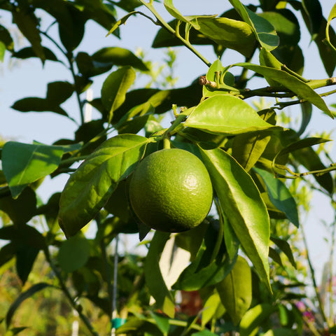 Olinda Valencia Orange Tree