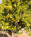 Olinda Valencia Orange Tree