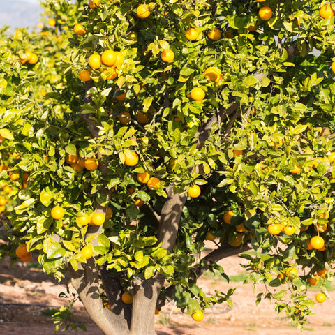 Olinda Valencia Orange Tree