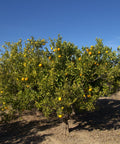 Olinda Valencia Orange Tree