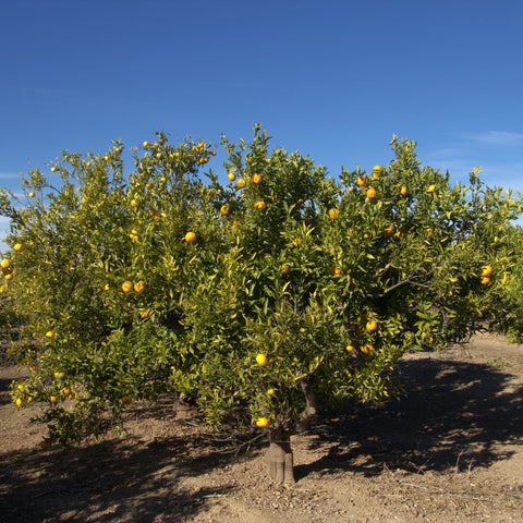 Olinda Valencia Orange Tree