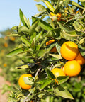 Olinda Valencia Orange Tree