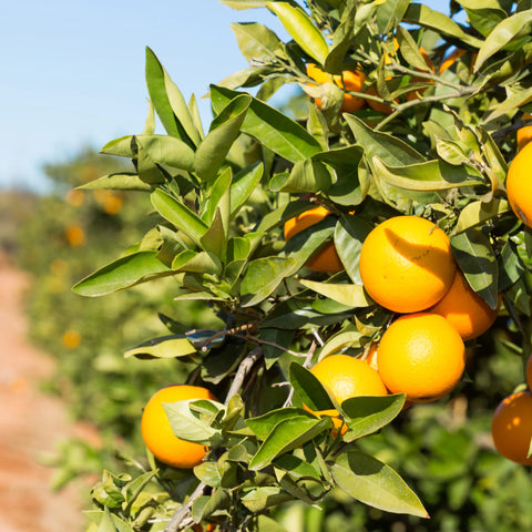 Olinda Valencia Orange Tree