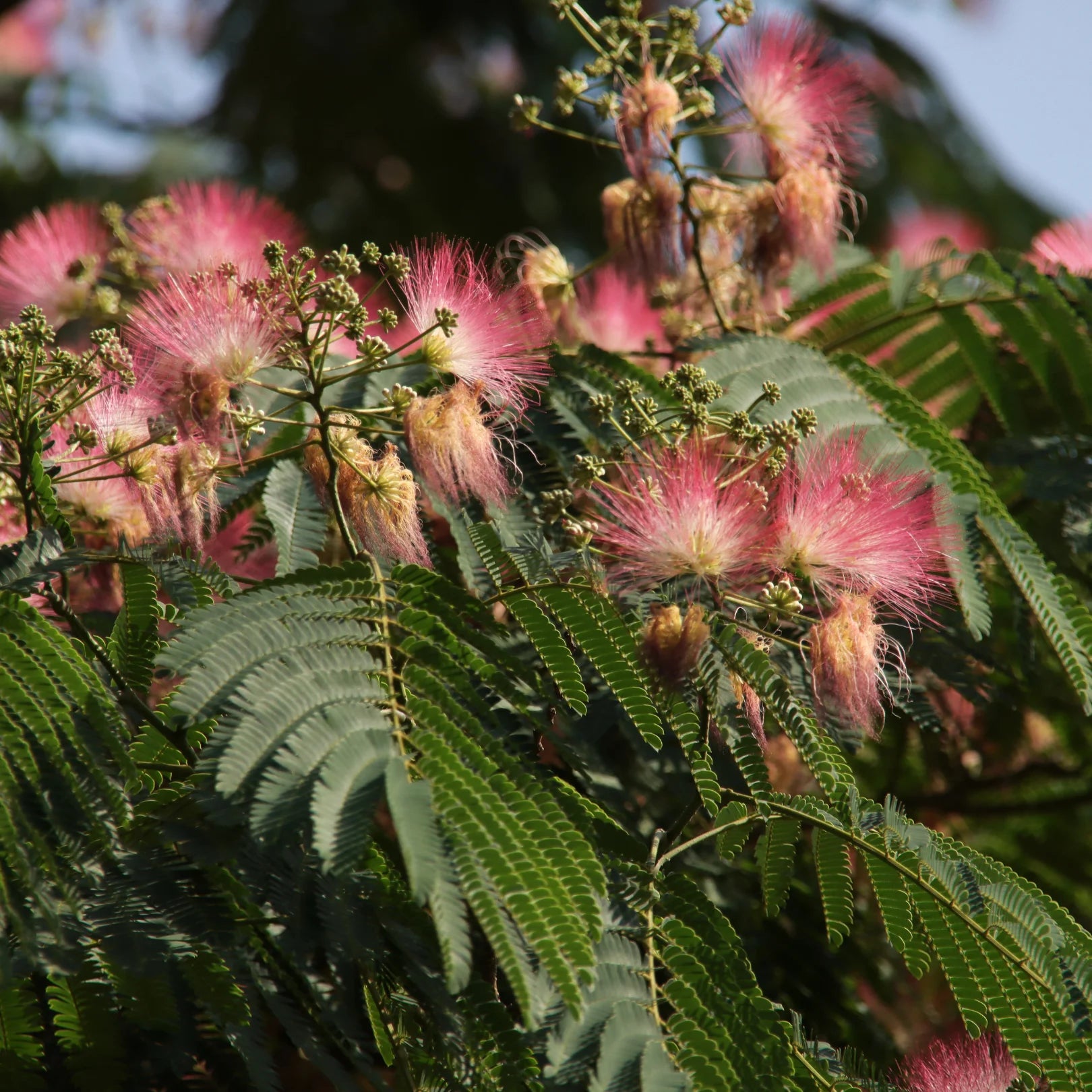 Ombrella Mimosa Tree Drought Tolerant Flowering Tree Simply Trees