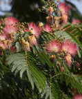 Ombrella Mimosa Tree