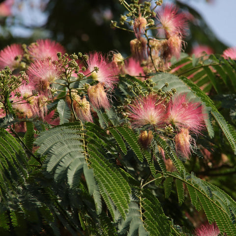 Ombrella Mimosa Tree