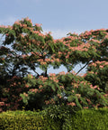 Ombrella Mimosa Tree