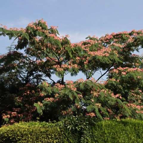 Ombrella Mimosa Tree