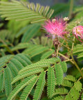 Ombrella Mimosa Tree