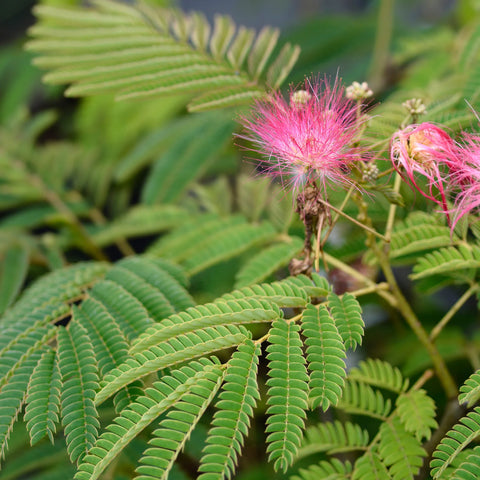 Ombrella Mimosa Tree