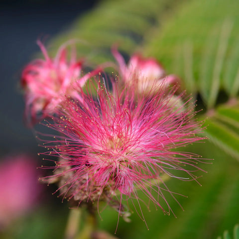 Ombrella Mimosa Tree