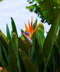 Orange Bird of Paradise