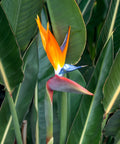 Orange Bird of Paradise