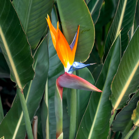 Orange Bird of Paradise