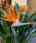 Orange Bird of Paradise