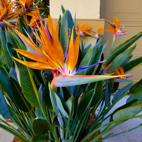Orange Bird of Paradise