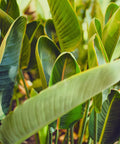 Orange Bird of Paradise