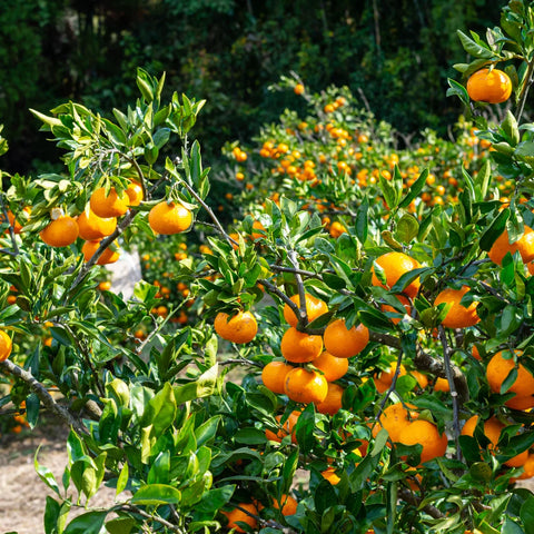 Arctic Frost Satsuma Tree