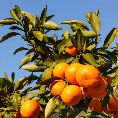 Arctic Frost Satsuma Tree