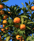 Orange Frost Satsuma Tree