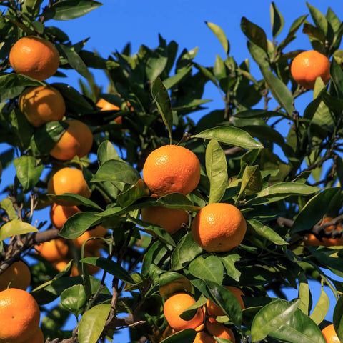 Orange Frost Satsuma Tree