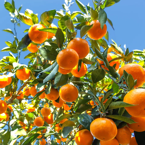 Arctic Frost Satsuma Tree