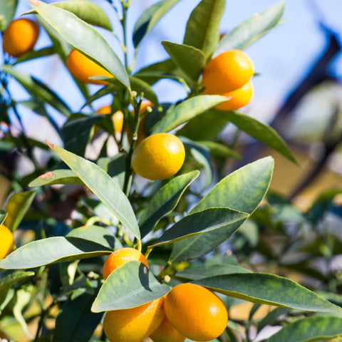 Orange Frost Satsuma Tree