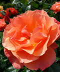 Orange Glow Knock Out Rose