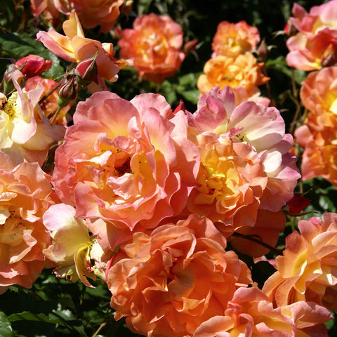 Orange Glow Knock Out Rose