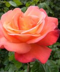 Orange Glow Knock Out Rose