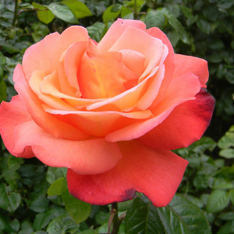 Orange Glow Knock Out Rose