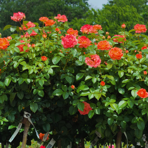 Orange Glow™ Knock Out® Rose Tree